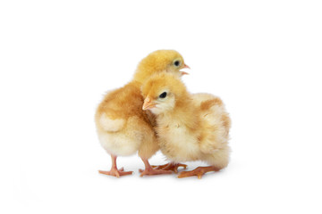 Two chicks cute little are turning back or buttocks and turn sideways isolated on white background.