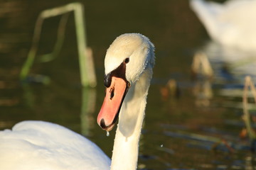 Obraz premium Mute swan on the river in beautiful sunlight