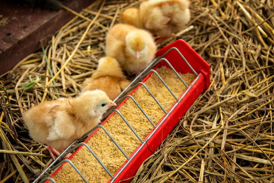Animal husbandry or livestock for agriculture. Newborn orange yellow cute little chicks eating food in the tray on straw with the farm background.
