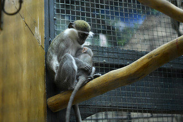 green monkey with offspring