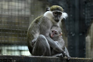 green monkey with offspring