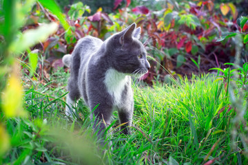 Naklejka na ściany i meble gray white kitten walked on the grass in the Park to smell the tender grass.