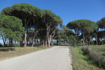 Fototapeta premium pinienwald in griechenland