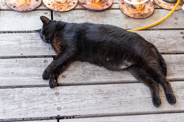 the black cat sleeping on the wood's floo
