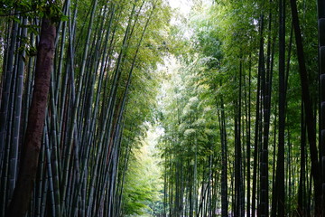 Fototapeta na wymiar 嵐山　竹林の道