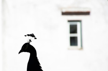 Silhouette of a peacock's head