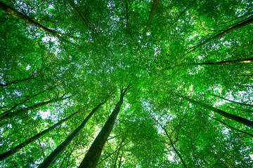 Baumkronen im Wald