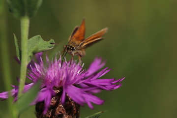 papillon La Sylvaine