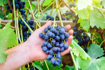 Man holds black ripe grapes in his vineyard. The harvest of autumn.
