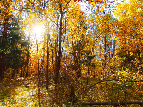 autumn background forest with oak birch trees and sunny beams