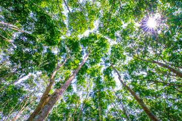 Fototapeta premium Para rubber green tree leaf with sun light