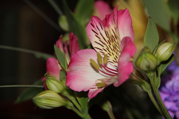 Obraz premium FLOWERS FOR BACKGROUND