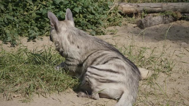 Portrait of a spotted hyena in the shade of trees.