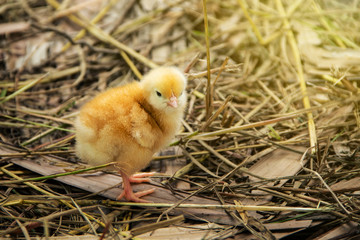 Animal husbandry or livestock for agriculture simple household. Cute two little newborn baby chick orange yellow on grass dry or straw with natural style background.