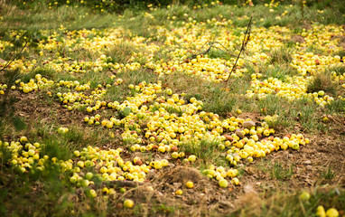 Fallen apples. A lot of yellow fallen apples on the grass.