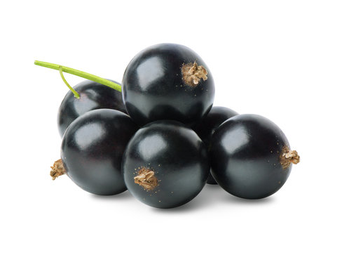 Black currant berries isolated