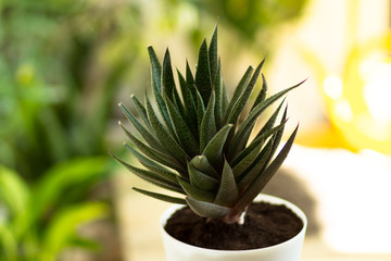 Leaves of Haworthia or Aloe plant in pot on colorful background