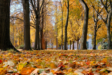 Autumn landscape. City park with maple trees on a sunny autumn day.
