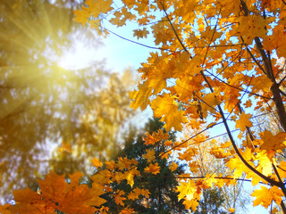 autumn background forest with maple trees and sunny beams