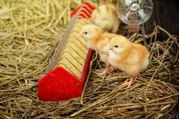 Animal husbandry or livestock for agriculture. Newborn orange yellow cute little chicks eating food in the tray on straw with the farm background. © Panupong