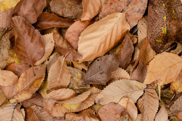 Autumn  background .  Background of different  dry rusty leaves in the park .