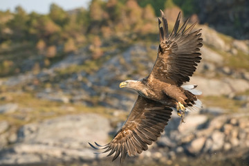 The White-tailed Eagle, Haliaeetus albicilla just has caught a fish from water, colorful environment of wildness. Also known as the Ern, Erne, Gray Eagle, Eurasian Sea Eagle. Nice summer background...