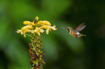 Chaetocercus mulsant or White-bellied woodstar The Hummingbird is hovering and drinking the nectar from the beautiful flower in the rain forest. Flying with nice colorful background...