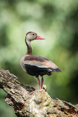 Dendrocygna autumnalis discolor, Black-bellied whistling duck The bird is perched on the branch in...