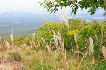 Obraz premium 岩手山登山道のススキ