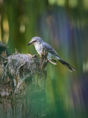 Mimus gilvus, Tropical mockingbird The bird is perched on the branch in nice wildlife natural environment of Trinidad and Tobago..