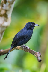 Tachyphonus rufus or White-lined tanager The bird is perched on the branch nice natural environment of wildlife Trinidad and Tobago