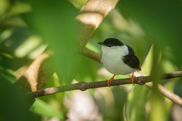 Manacus manacus, White-bearded manakin The bird is perched on the branch in nice wildlife natural environment of Trinidad and Tobago..