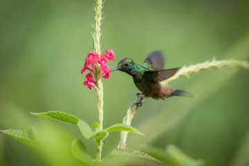 Amazilia tobaci, Copper-rumped hummingbird The Hummingbird is hovering and drinking the nectar from the beautiful flower in the rain forest. Nice colorful background...