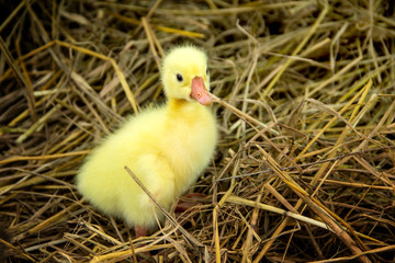 Yellow gosling that is chinese white goose baby in animal husbandry or livestock for agriculture on straw with the farm background.