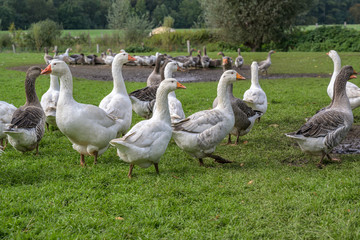 free-range geese on the pasture of an organic farm, animal concept for species-appropriate keeping