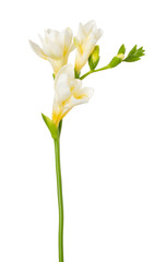 Freesia flowers twig blooming isolated on white background