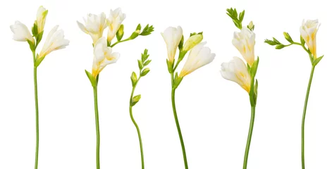  Freesia white flowers set twigs with buds in bloom isolated on white background © nevodka.com