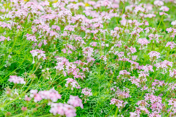 瑞々しい沢山の綺麗な花