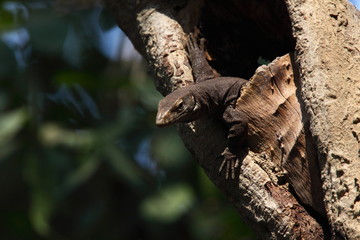 Monitor lizard 