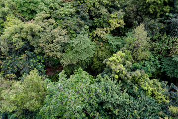 Mixed deciduous forest from a bird's eye view