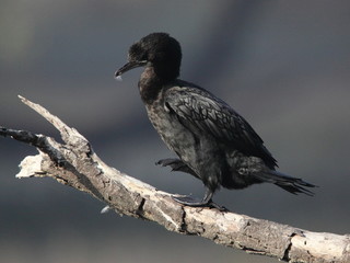 Cormorant bird