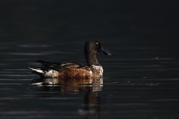 Pochard bird