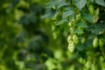 Green hop cones on hops plant agricultural farm field for brewing beer harvest ready.