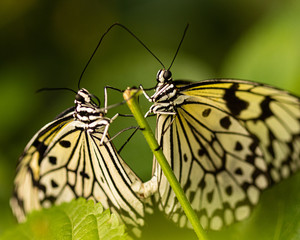 Fototapeta na wymiar Butterflies together on leaf