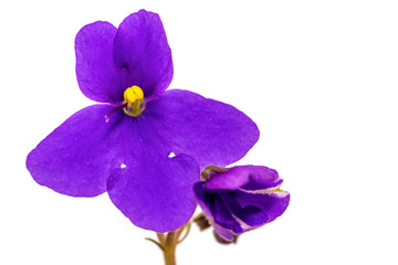 Fototapeta na wymiar Violet flower (Saintpaulia) close-up isolated on a white background