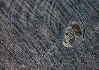 Picture of the surface of the old wood surface and the cracked crack