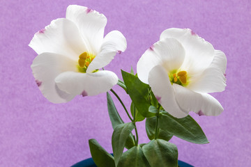 Obraz premium Beautiful white delicate eustoma or lisianthus flowers with pink tips of petals / macro photo of home flowers on a pink background with selective focus