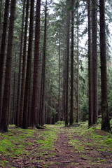 Obraz premium forest path