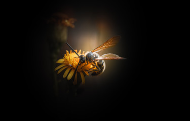 Bee