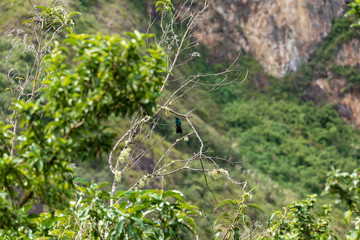 A hummingbird perched on a green branch of a tree